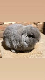 Minilop rammelaar (gevaccineerd), Dieren en Toebehoren, Mannelijk, Dwerg, Hangoor, 0 tot 2 jaar