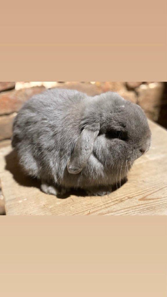 Mâle Minilop (vacciné), Animaux & Accessoires, Lapins, Nain, Mâle, 0 à 2 ans, Oreilles tombantes