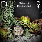 Lieve handtamme Russische Dwerghamstertjes te koop, Dieren en Toebehoren, Hamster, Meerdere dieren, Tam, September