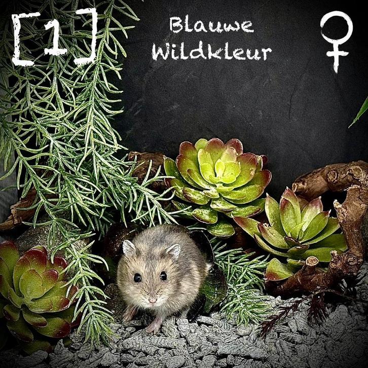 Lieve handtamme Russische Dwerghamstertjes te koop, Dieren en Toebehoren, Knaagdieren, Meerdere dieren, Hamster, September, Tam