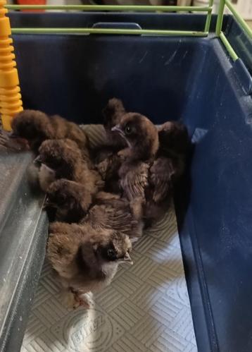 Zijdehoen kuikens kriel (choco, rood, parelgrijs) / toom beschikbaar voor biedingen