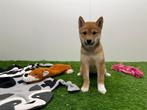 Shiba Inu pups, Dieren en Toebehoren, België, Overige rassen, CDV (hondenziekte), 8 tot 15 weken