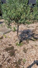 Olijfboom, Tuin en Terras, Planten | Bomen, Ophalen, Olijfboom