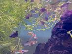 Guppy’s en Molly’s moeten weg !, Dieren en Toebehoren, Vis, Zoetwatervis, Schoolvis
