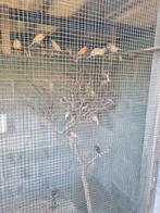 Canais Charleroi, Dieren en Toebehoren, Vogels | Kanaries