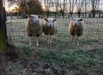 3 ooien texel, Dieren en Toebehoren