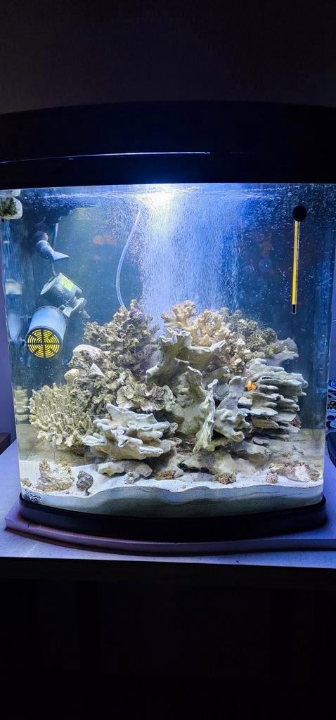 Aquarium marin recifal sera marin biotop led cube 130 l, Animaux & Accessoires, Poissons | Aquariums & Accessoires, Utilisé, Enlèvement