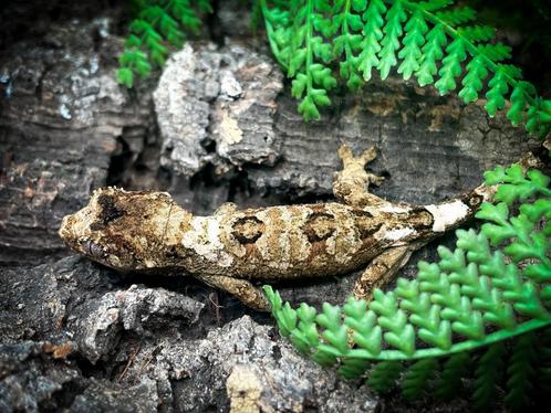 Pine island white collar HIGH END (lees advertentie), Dieren en Toebehoren, Reptielen en Amfibieën