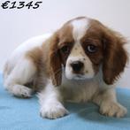 Cavalier King Charles - chiots à vendre, 15 semaines à 1 an, Parvovirose, Autres races, Plusieurs animaux
