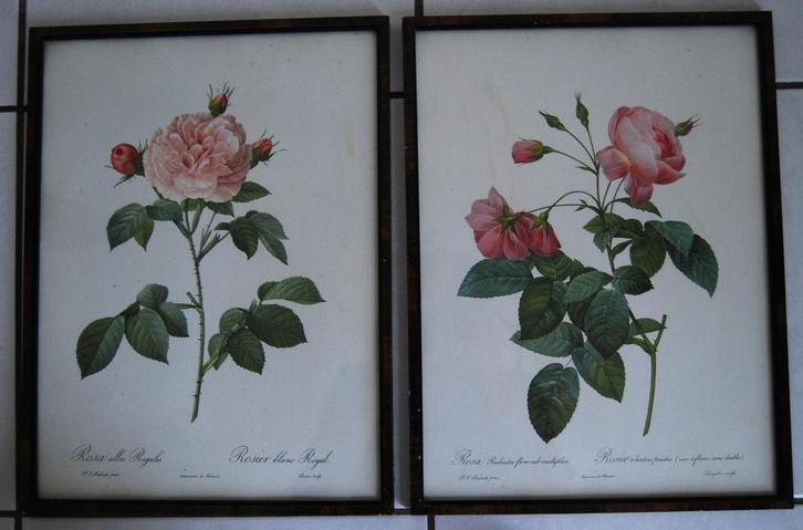2 Litho's : rozen van P.J. Redouté - ingekaderd, Antiek en Kunst, Kunst | Etsen en Gravures, Ophalen of Verzenden