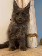 Maine Coon kittens beschikbaar, Meerdere dieren, Met stamboom, 0 tot 2 jaar
