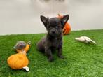 Chihuahua pups, België, 8 tot 15 weken, CDV (hondenziekte), Meerdere