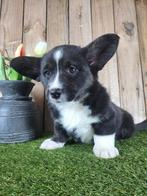 Gilet Welsh Corgi pour chiots/Chiots Corgi, Belgique, Un chien, Hépatite contagieuse (maladie de Rubarth), Chienne