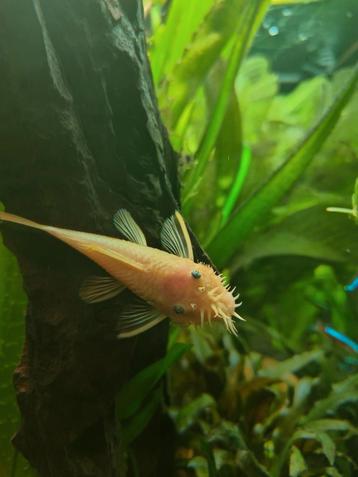 L144 yellow ancistrus koppel beschikbaar voor biedingen