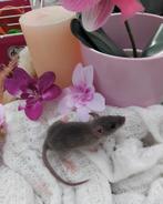Dwerg ratjes, Dieren en Toebehoren, Rat, Augustus, Mannelijk, Tam