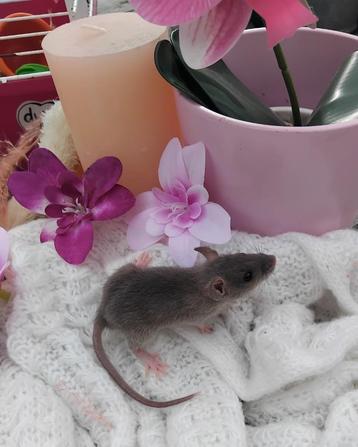 Dwerg ratjes beschikbaar voor biedingen