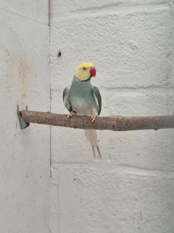 Halsbandparkiet turquoise pastel witkopwitstaart Bewezen  beschikbaar voor biedingen