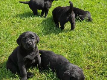 labrador pups zwart en bruin