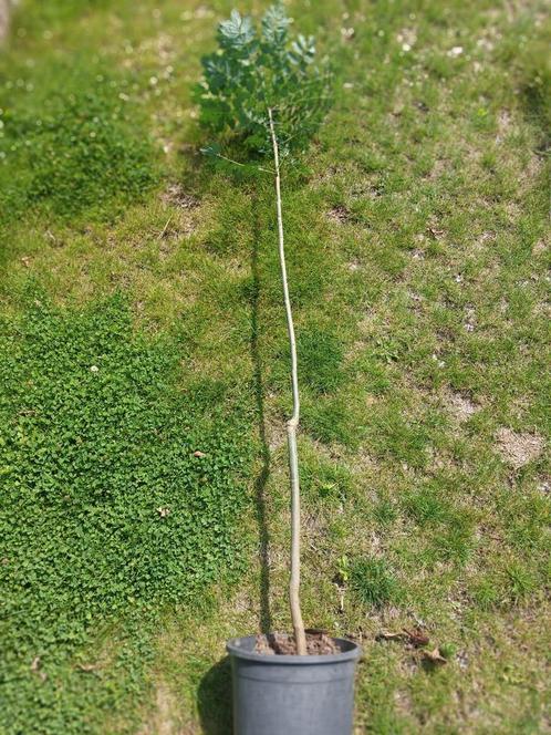Gewone Es, Tuin en Terras, Planten | Bomen, Ophalen