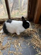 bonte kleurdwerg voedster, Petit