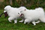 Samojeed pups te koop, Dieren en Toebehoren, Honden | Poolhonden, Keeshonden en Oertypen, 15 weken tot 1 jaar, Overige rassen