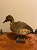 Antiek opgezet eendje, Enlèvement