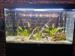 Aquarium 300l + meuble + accessoires et vivants, Ophalen of Verzenden