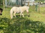Lieve Shetland pony hengst, Dieren en Toebehoren, Hengst