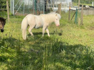 Lieve Shetland pony hengst beschikbaar voor biedingen