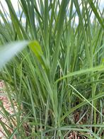 Miscanthus giganteus, Ophalen