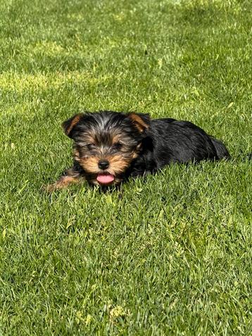 Chiots Yorkshire, Yorkshire Terrier, Plusieurs, Parvovirose, Belgique