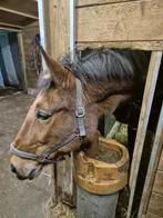 Weidemaatje. Merrie aangeboden., Dieren en Toebehoren, Paarden, Zadelmak, 160 tot 165 cm, 11 jaar of ouder, Recreatiepaard