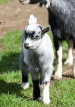 Dwerggeitje, Animaux & Accessoires, Moutons, Chèvres & Cochons, Femelle, Chèvre, 0 à 2 ans