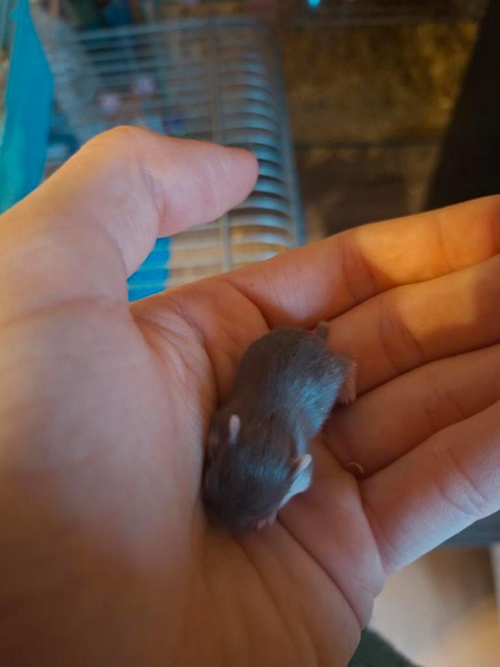 Jonge russische dwerghamsters te koop, Dieren en Toebehoren, Knaagdieren, Meerdere dieren, Hamster, Januari, Tam