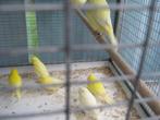 a vendre beaux jeunes canaris 2025, Dieren en Toebehoren, Vogels | Kanaries, Meerdere dieren, Kleurkanarie