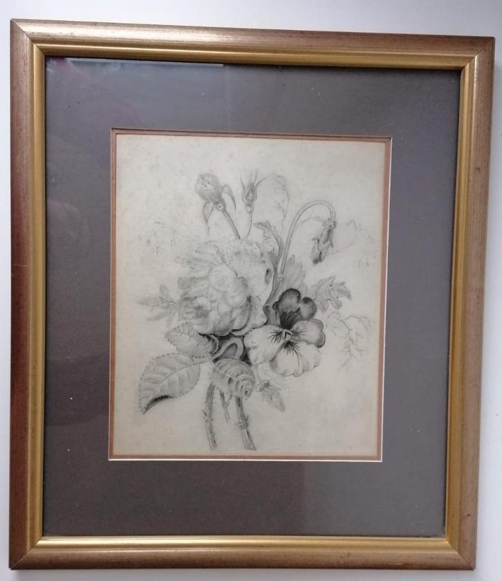 Fijn botanisch kunstwerk – originele potloodtekening, Antiquités & Art, Art | Dessins & Photographie, Enlèvement