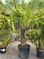 Winterharde palmboom Trachycarpus Fortunei, Jardin & Terrasse, Plantes | Arbres, Enlèvement, Ombre partielle, Palmier