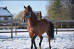 Verzorgster/halve stal gezocht voor D pony!, Poney de récréation, Jument, Poney D (1.37 m à 1.48m)