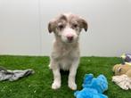 Border Collie pups, België, CDV (hondenziekte), 8 tot 15 weken, Collie