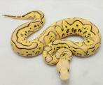 Fire YB OD Pastel Clown man, Dieren en Toebehoren, Reptielen en Amfibieën, Slang, Tam, 3 tot 6 jaar