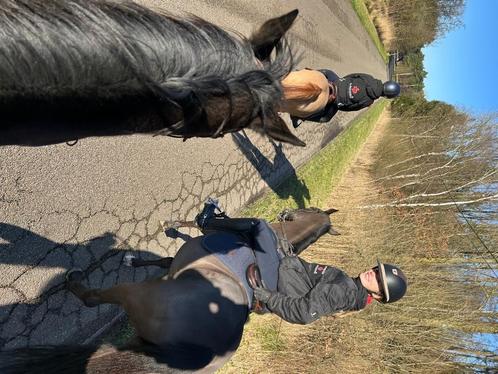 Allround  D pony, Dieren en Toebehoren, Pony's, Merrie, Z, D pony (1.37m tot 1.48m), Recreatiepony, 11 jaar of ouder, Met stamboom