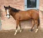 Quarter Horse merrie 2 jaar, Dieren en Toebehoren, Westernpaard, Onbeleerd, Merrie, 0 tot 2 jaar