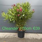 Oleanders!, Tuin en Terras, Planten | Struiken en Hagen, Ophalen