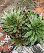 Aloë aristata vetplant  35 cm diameter, Tuin en Terras, Ophalen