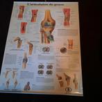 Affiches médicales articulation genou, squelette., Ophalen