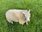 Schaap RAM te koop, Animaux & Accessoires, Moutons, Chèvres & Cochons, Mouton