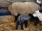 Suffolk ooi met ramlam, Mâle, Mouton, 0 à 2 ans