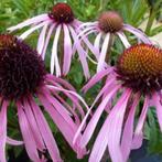 Echinacea pallida, Tuin en Terras, Planten | Tuinplanten, Ophalen