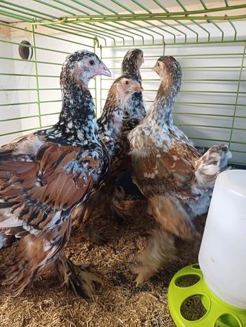 Brahma porselein  beschikbaar voor biedingen