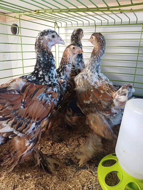 Brahma porselein, Dieren en Toebehoren, Pluimvee, Kip, Meerdere dieren